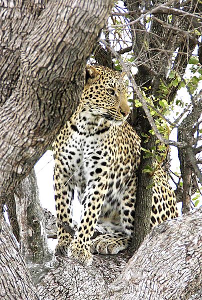 Leopard in tree kruger 4