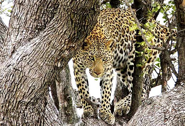 Leopard in tree Kruger 5