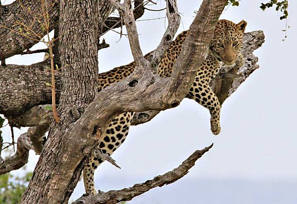 Leopard in tree Kruger 6