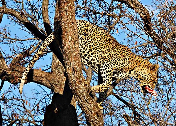 Leopard leaping