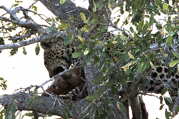 Leopard near lower sabie