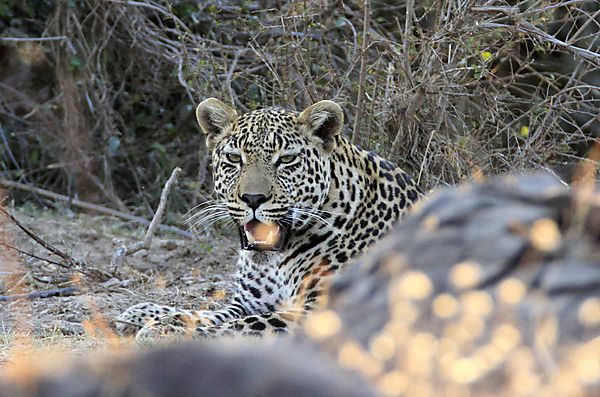 Leopard near Lower Sabie