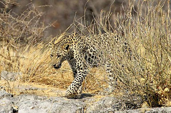 Leopard Neuames