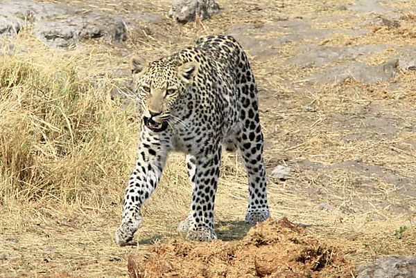 Leopard Nu