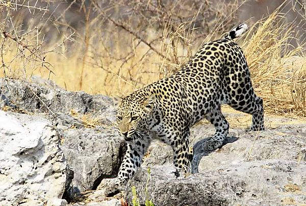 Leopard on rocks 2