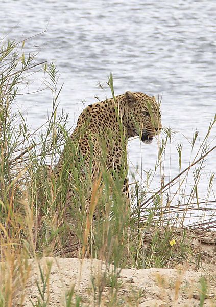 Leopard on the side of the Sabie