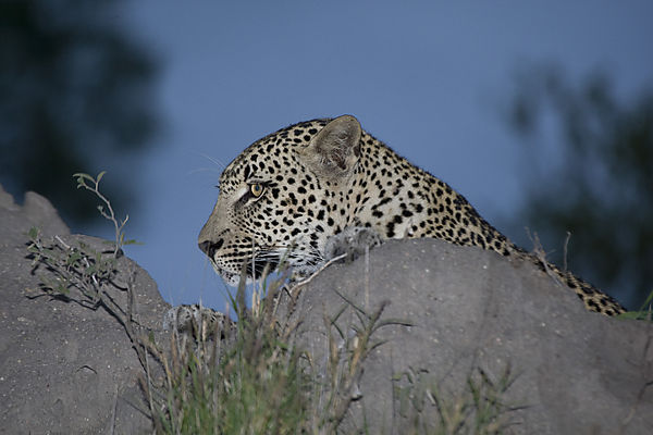Leopard - on watch