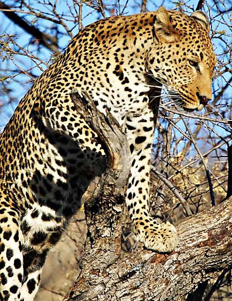 Leopard On Watch