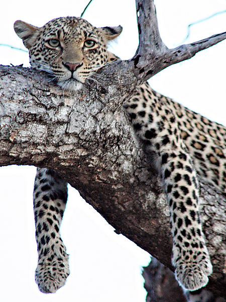 Leopard Relaxing