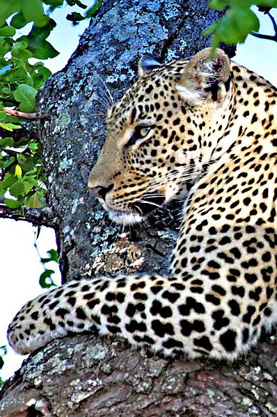 leopard sabie 1