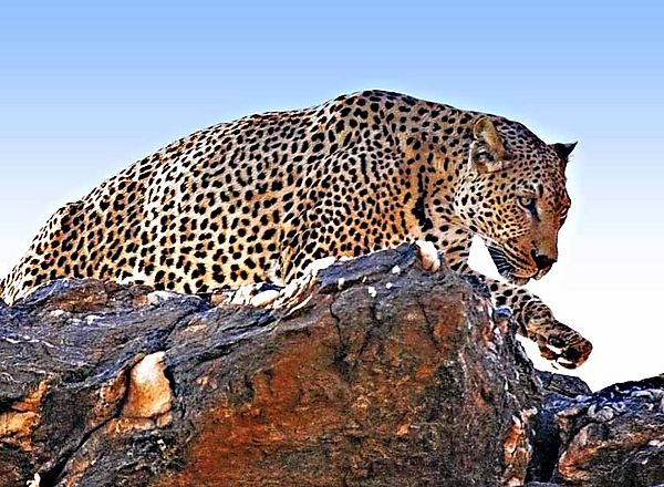 Leopard stalking