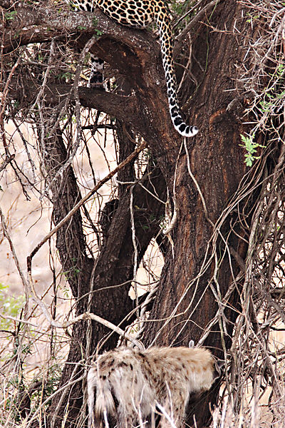 Leopard Tail