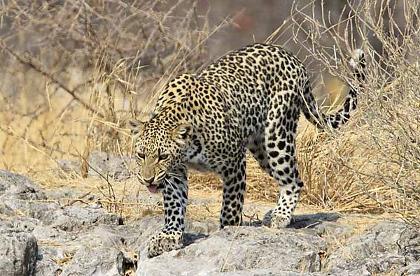 Leopard walking down rocks