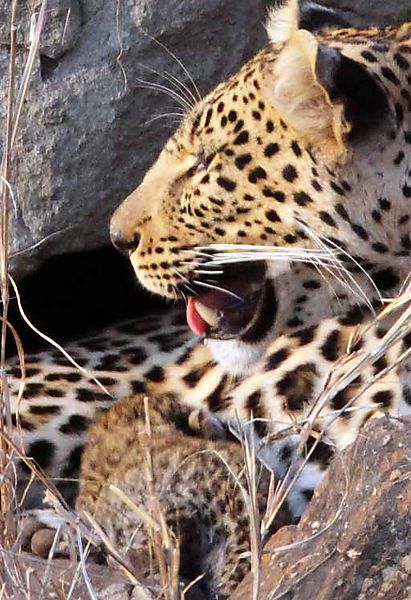 Leopard With Cub 2