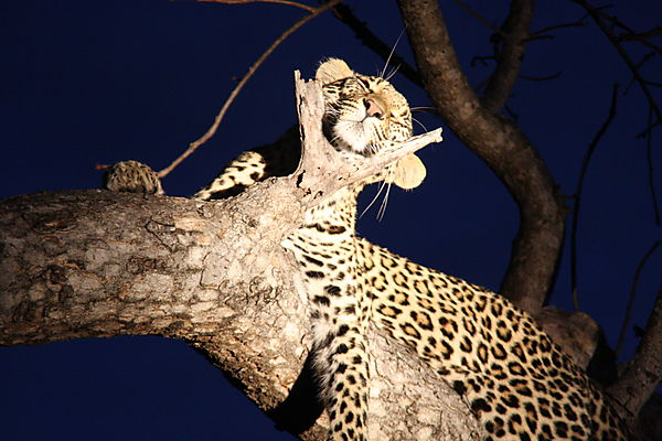 Leopard With Head Rest