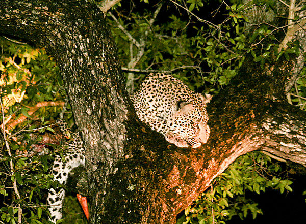 Leopard With Impala