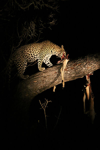 Leopard With Kill