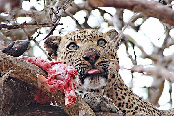 Leopard With Pig