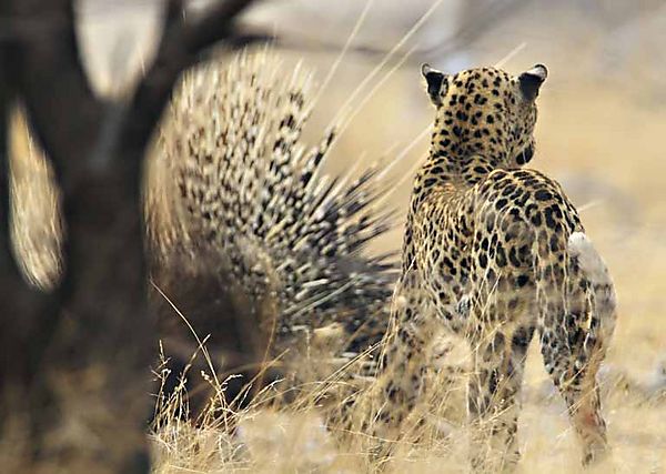 Leopard With Porcupine