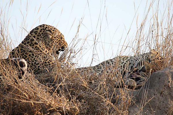 Leopards Courting