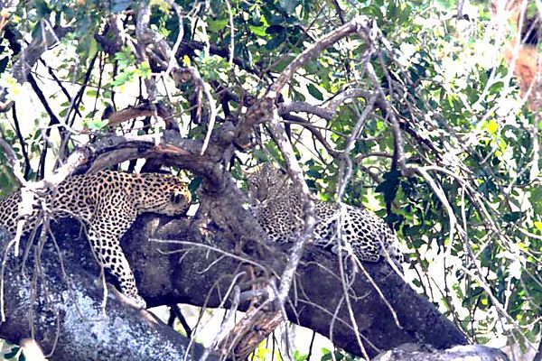 Leopards in tree