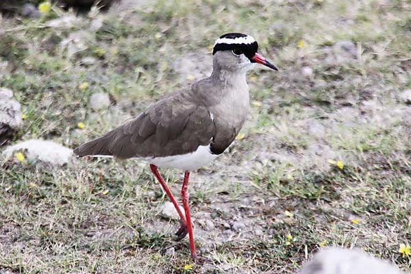 Lesser Blackwinged Plover