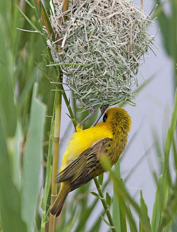 Lesser Masked Weaver