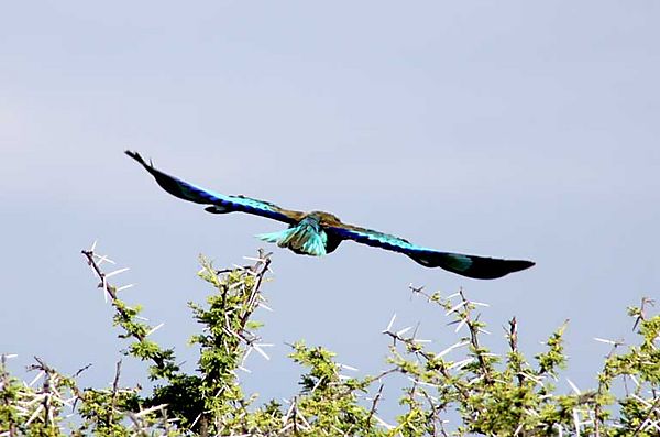 Liliac  in flight