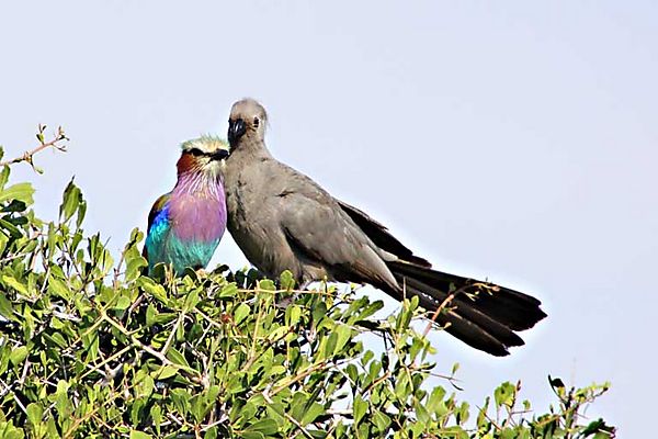 Liliac roller and go-away bird