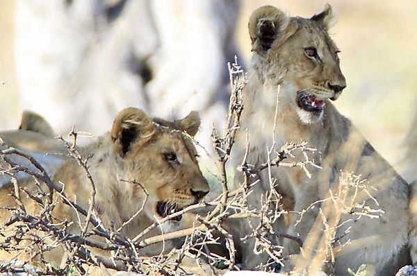 Lion 33