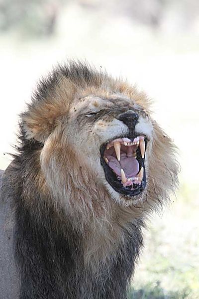 Lion