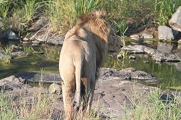 Lion