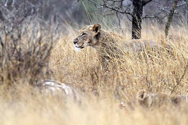 Lion and Cub on Zebra