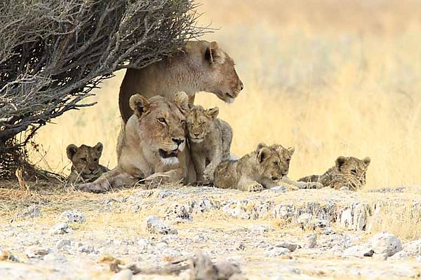 Lion and cubs