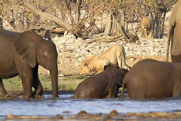 Lion and Elephant