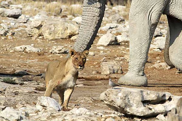 Lion and Elephant