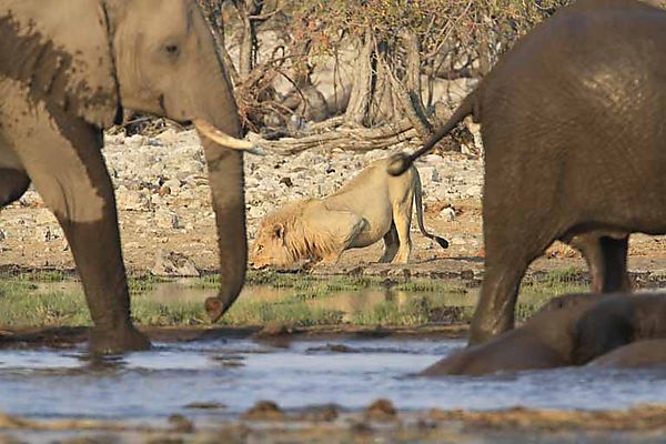 Lion and Elephants