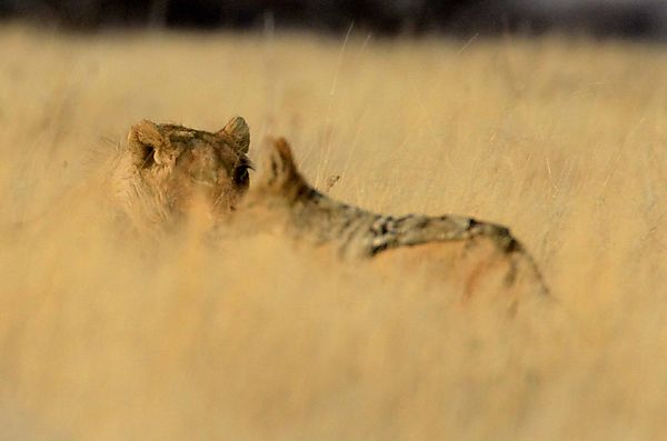 lion and Jackal 1