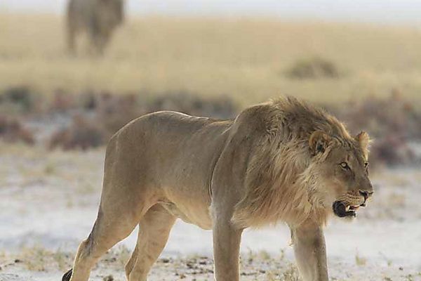 Lion apoaching pride
