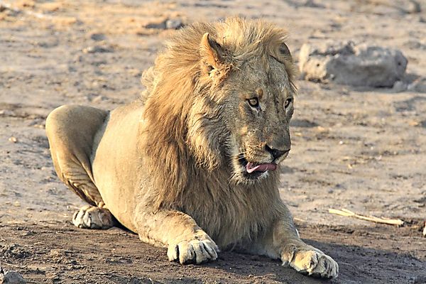 Lion at Chudop