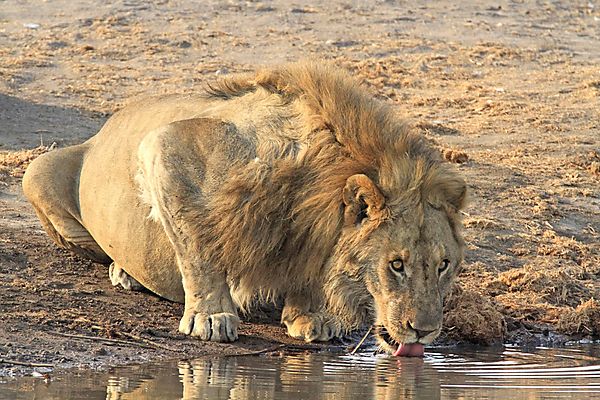 Lion at Chudop