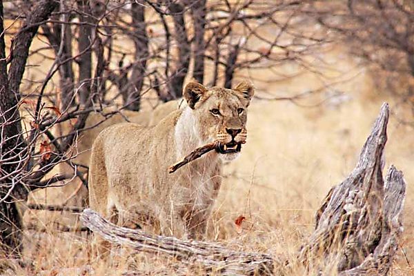 Lion at Goas with Stick