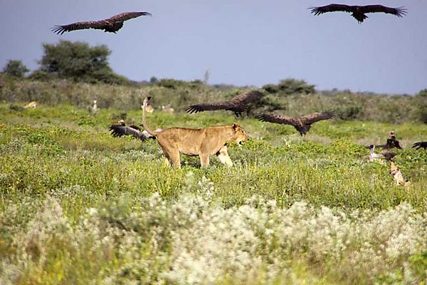 Lion chasing vultures