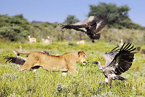 Lion chasing vultures off Zebra