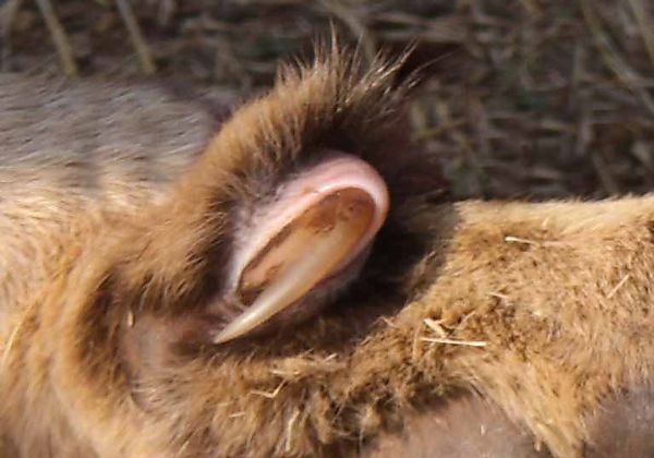 Lion Claw