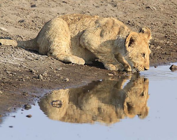 Lion Cub Chudop Water Hole