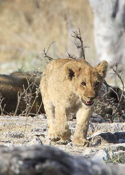 Lion cub Etosha 4