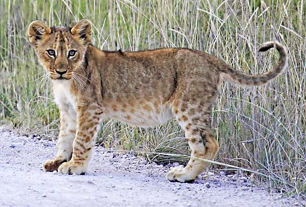 Lion cub Etosha 2