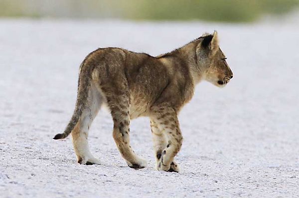 Lion cub Etosha 1