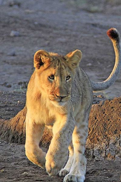 Lion Cub Etosha 1